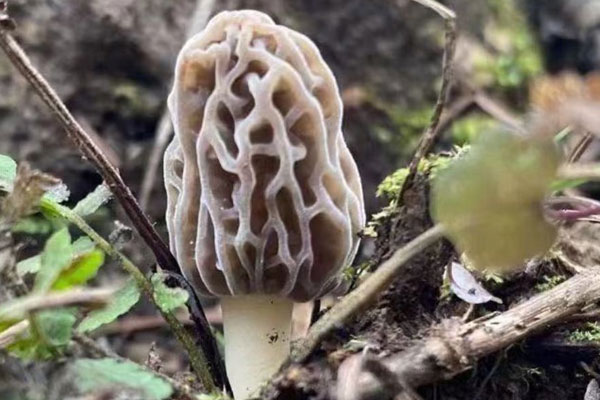 野生羊肚菌幾天可以長大 野生羊肚菌幾天可以長大