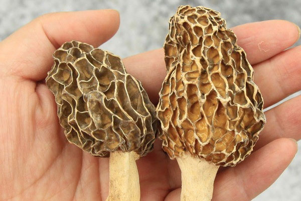 干羊肚菌和新鮮羊肚菌的區(qū)別大嗎 干羊肚菌和新鮮羊肚菌的區(qū)別大嗎