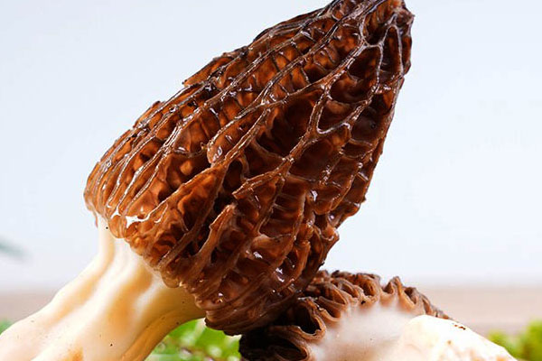 羊肚菌的出菇過程包括哪幾個(gè)階段 羊肚菌的出菇過程包括哪幾個(gè)階段