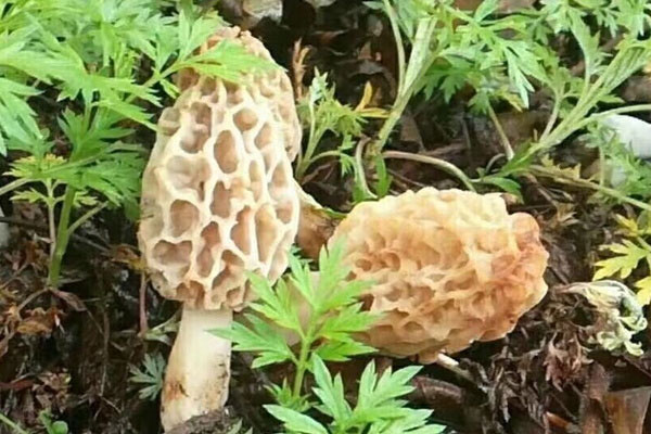 羊肚菌越小越好嗎 羊肚菌越小越好嗎