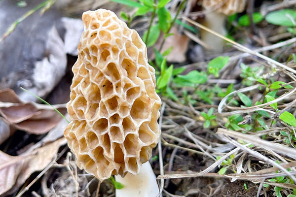 羊肚菌生長在什么季節(jié)，野生羊肚菌下雨后幾天能長出