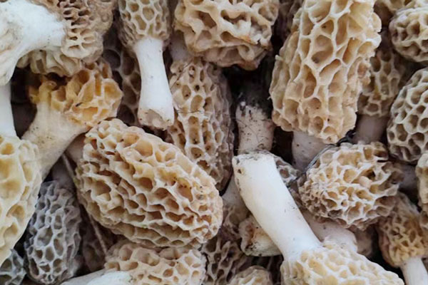 野外雨后多久可以出羊肚菌 野外雨后多久可以出羊肚菌