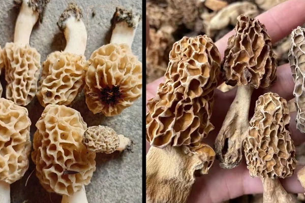 吃了發(fā)霉的羊肚菌會怎樣 吃了發(fā)霉的羊肚菌會怎樣