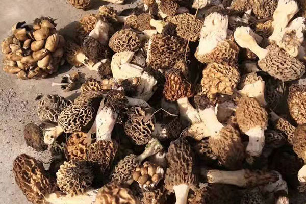 野生羊肚菌幾月份生長出來，野生羊肚菌一年采幾次