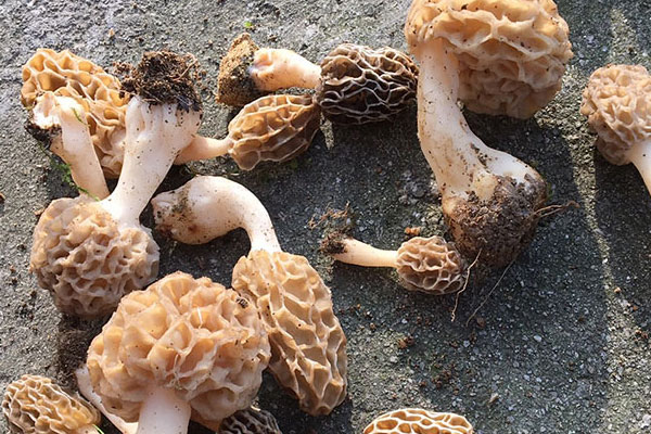 野生羊肚菌一年可以采摘幾次 野生羊肚菌一年可以采摘幾次