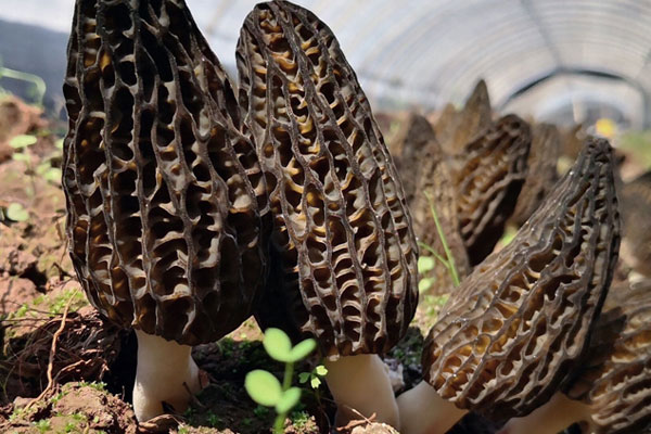 羊肚菌一共可出菇幾次，野生羊肚菌一般在哪里撿