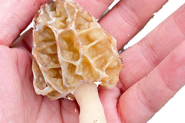 野生羊肚菌一般在什么地方撿 野生羊肚菌一般在什么地方撿