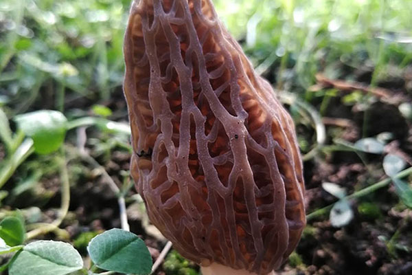 羊肚菌在楊樹林中生長嗎，羊肚菌菌絲生長怕水嗎