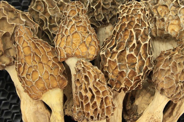 浸泡過(guò)干品羊肚菌的水不能用嗎 浸泡過(guò)干品羊肚菌的水不能用嗎