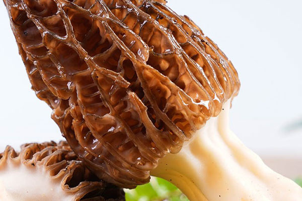 羊肚菌菌絲會(huì)不會(huì)凍死，羊肚菌生長分幾個(gè)階段