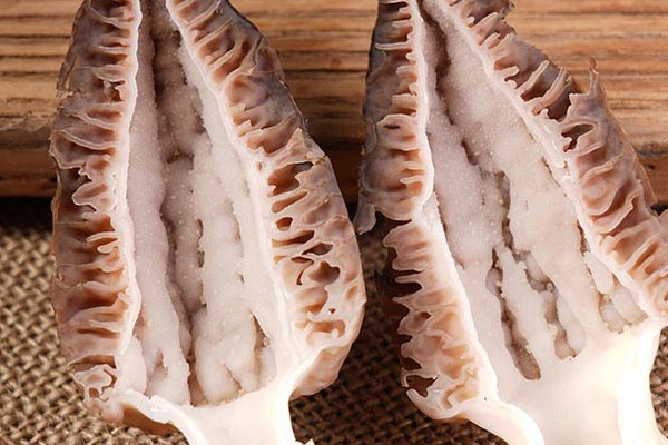 羊肚菌的生長分哪些階段 羊肚菌的生長分哪些階段