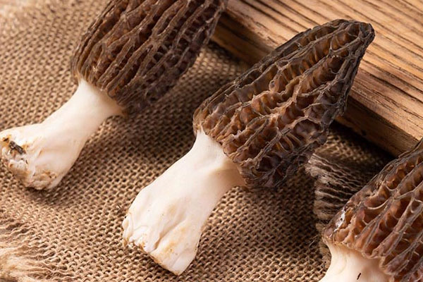 羊肚菌幼菇零下兩度會(huì)凍死嗎，羊肚菌原基死了還會(huì)形成嗎