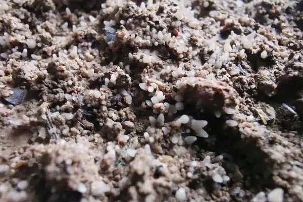 羊肚菌原基死了還可以形成嗎 羊肚菌原基死了還可以形成嗎