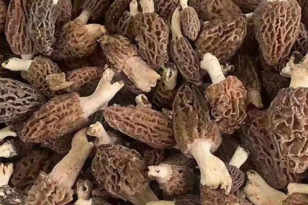 羊肚菌可以真空保存嗎 羊肚菌可以真空保存嗎