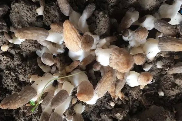 羊肚菌為什么遲遲不出菇，野生羊肚菌價(jià)值多少一斤