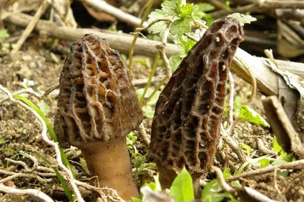 野生羊肚菌多少錢一斤 野生羊肚菌多少錢一斤