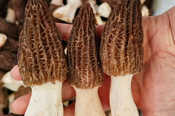 怎樣的算優(yōu)質(zhì)羊肚菌 怎樣的算優(yōu)質(zhì)羊肚菌