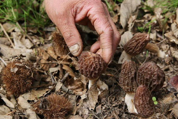 吃野生羊肚菌的好處，羊肚菌的柄長好還是短的好呢
