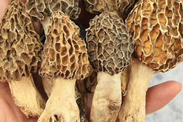 羊肚菌的菌柄長好還是短柄的好 羊肚菌的菌柄長好還是短柄的好