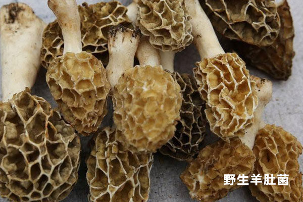 羊肚菌黑色與咖色哪個(gè)好，羊肚菌原基分化期多少天