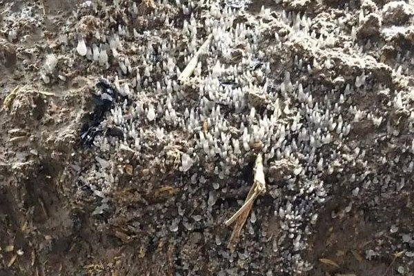 羊肚菌原基分化期幾天 羊肚菌原基分化期幾天