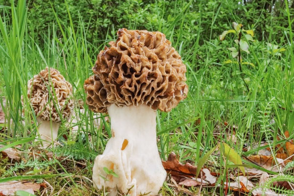 皺柄羊肚菌可以吃嗎，羊肚菌要剪開洗嗎