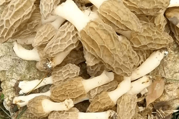 羊肚菌煲什么去濕氣，羊肚菌冷凍好還是曬干好