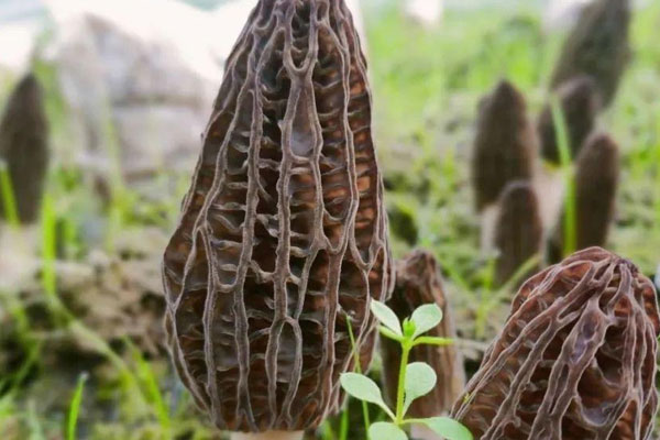 羊肚菌搭配什么食材可以去濕氣 羊肚菌搭配什么食材可以去濕氣