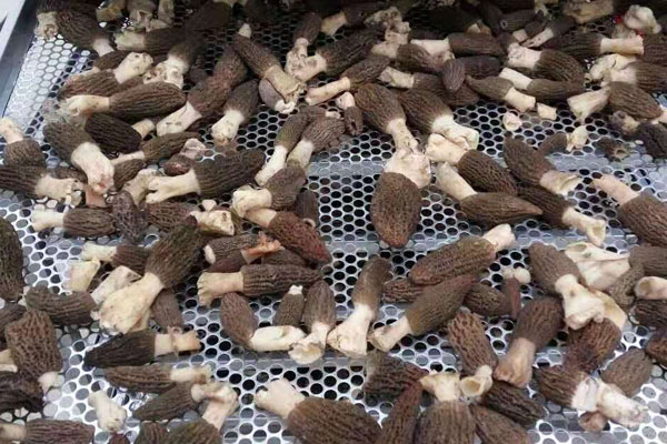 羊肚菌烘干的最佳溫度，羊肚菌怎么風(fēng)干好