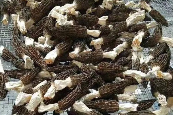 新鮮羊肚菌怎么風干好 新鮮羊肚菌怎么風干好