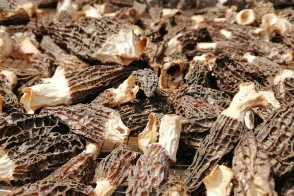 烘干羊肚菌和曬干羊肚菌的區(qū)別 烘干羊肚菌和曬干羊肚菌的區(qū)別