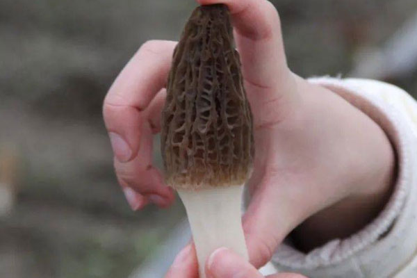 羊肚菌什么時候采收好 羊肚菌什么時候采收好
