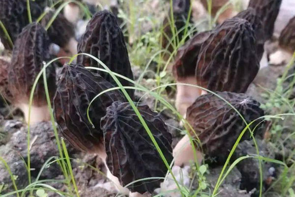 采摘新鮮羊肚菌的時候可以拔嗎 采摘新鮮羊肚菌的時候可以拔嗎