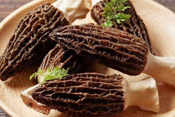 乳頭炎能吃羊肚菌嗎，咽喉炎能吃羊肚菌嗎