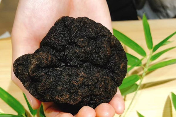 黑松露百合炒雞蛋的功效作用