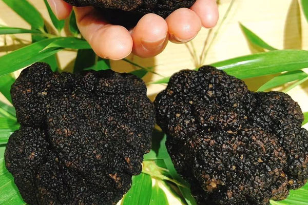 黑松露百合炒雞蛋的食用禁忌