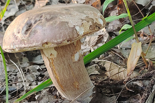牛肝菌辣炒牛干巴的營養(yǎng)價值 牛肝菌辣炒牛干巴的營養(yǎng)價值