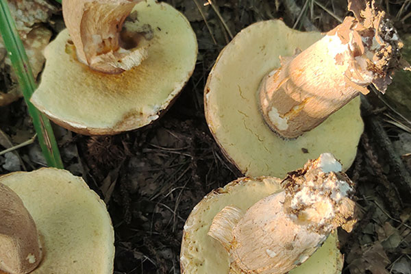 牛肝菌辣炒牛干巴的食用禁忌 牛肝菌辣炒牛干巴的食用禁忌