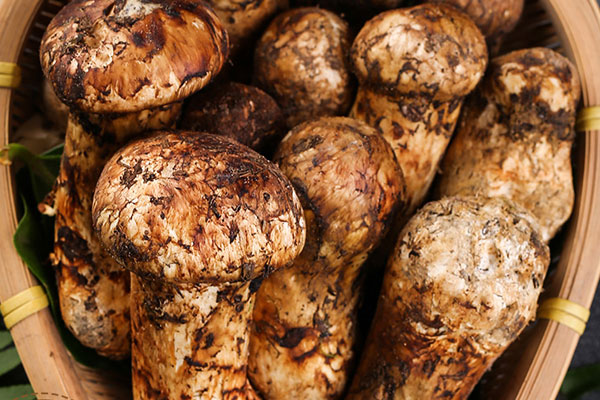 什么樣子的松茸比較好 什么樣子的松茸比較好