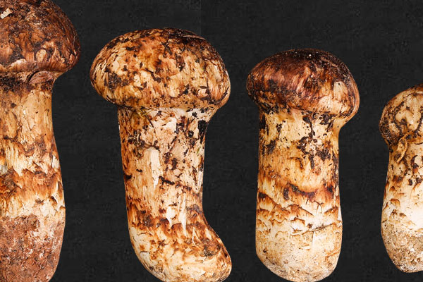 野生松茸好吃嗎 野生松茸好吃嗎