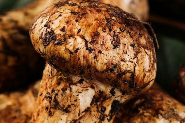 松茸哪些情況下不能吃 松茸哪些情況下不能吃