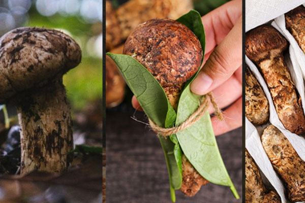 松茸對(duì)其環(huán)境的要求高嗎 松茸對(duì)其環(huán)境的要求高嗎