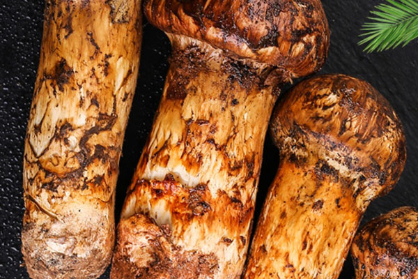 新鮮松茸的香氣容易消散嗎 新鮮松茸的香氣容易消散嗎