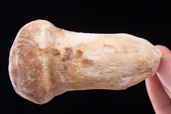 鮮松茸凍了又化了能吃嗎，冰鮮松茸放冷藏還是冷凍里