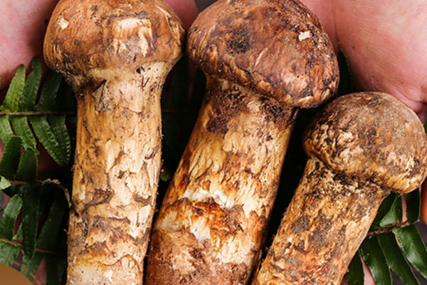 女性吃松茸有什么好處，松茸對(duì)胃病有沒(méi)有治療作用