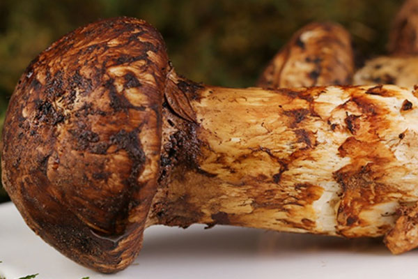 松茸對(duì)胃病有治療作用嗎 松茸對(duì)胃病有治療作用嗎