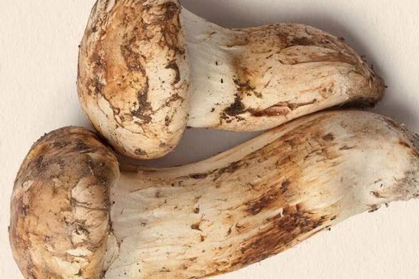 松茸焯完之后冷凍可以嗎，新鮮松茸放急凍室能保存多久