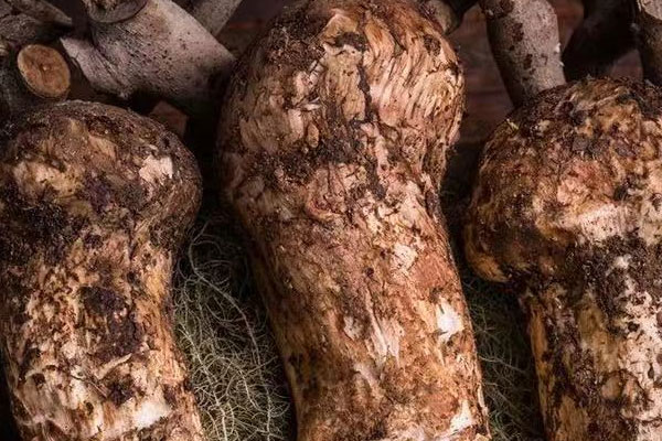 松茸的壽命 松茸的壽命