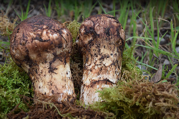 松茸怕凍嗎，干松茸過期半年了還能吃嗎