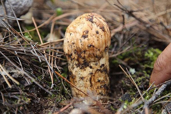 香格里拉為什么是中國松茸之鄉(xiāng) 香格里拉為什么是中國松茸之鄉(xiāng)